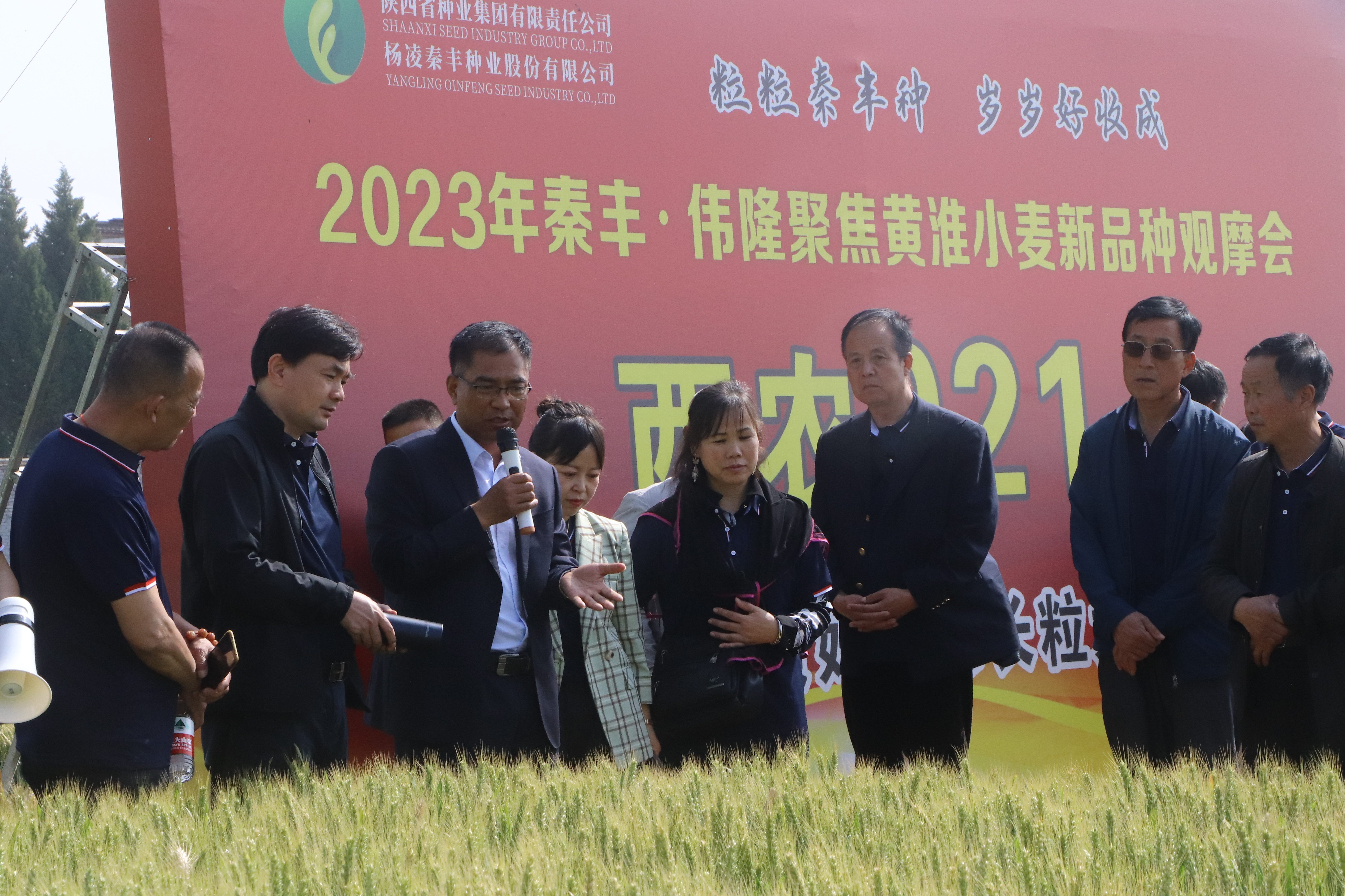 秦丰种业：2023年秦丰·伟隆聚焦黄淮小麦新品种观摩推介会举行